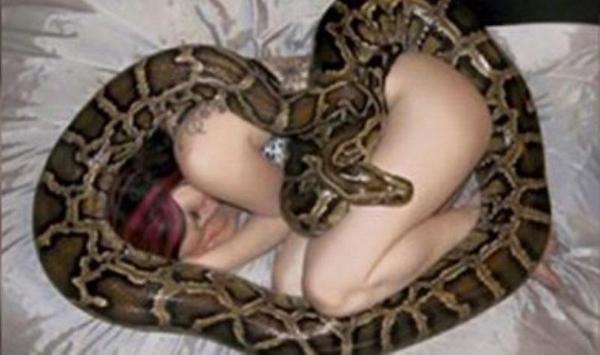 Девушка обожала спать с питоном, но змея вдруг стала худеть Питон, Похудение, Интересное, Длиннопост, Змея