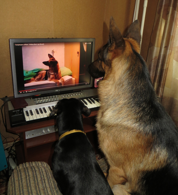 Просто собаки :)