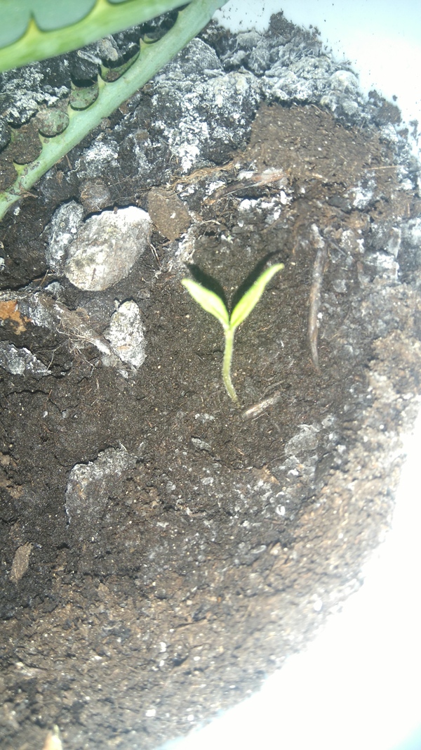 ��� ���?