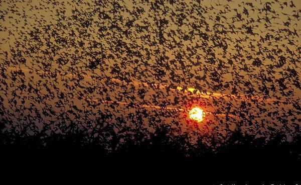 ������ ������ �����