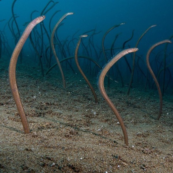 If you suddenly want to swim in the freshwater reservoirs of Indonesia, remember these cute electric eels. - Water, Acne, Seaweed, Acne