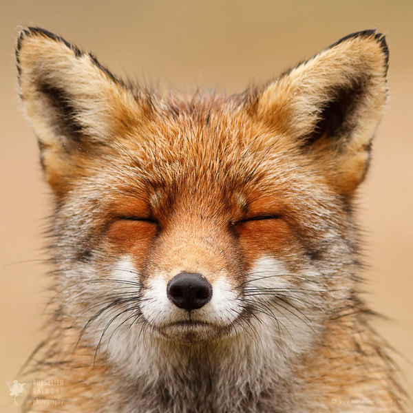   , , , , Firefox
