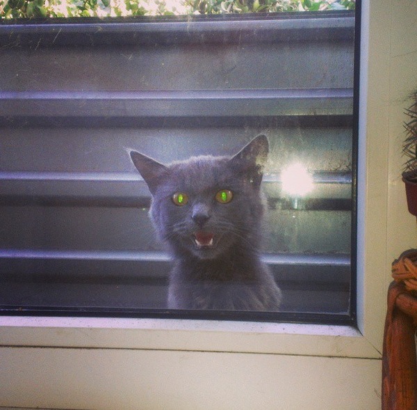 Сегодня наша кошка видела некоторое дерьмо