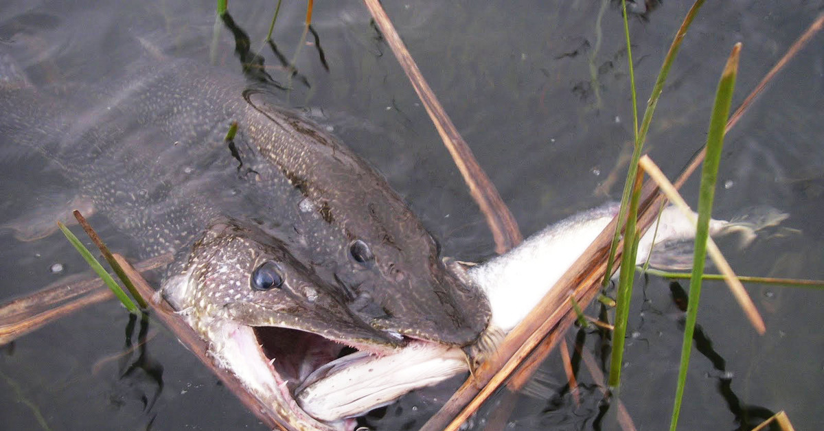 Рыба хищник в озере. Нильская щука. Хищные рыбы. Щука атакует.