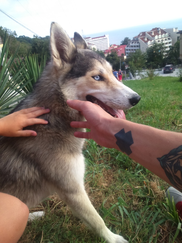 We are looking for owners for a young husky - Husky, In good hands, Dog