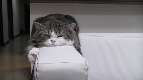 Кот, уставший от жизни. | Пикабу
