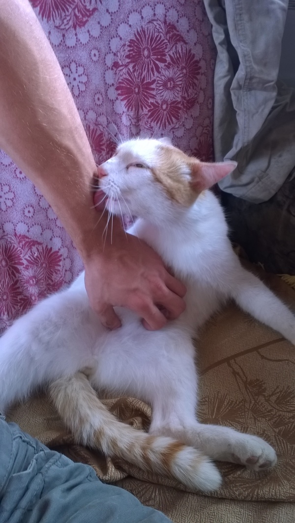 Твое лицо, когда тебе чешут пузико