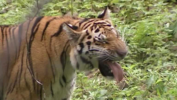 Куда не посмотри одни покемоны!