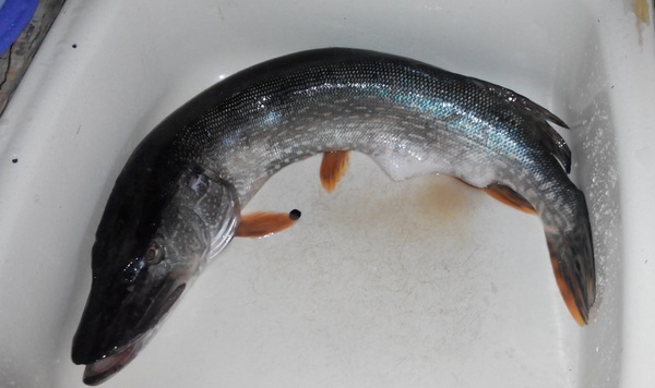 ���� ����, �������� ����, ������� ���...