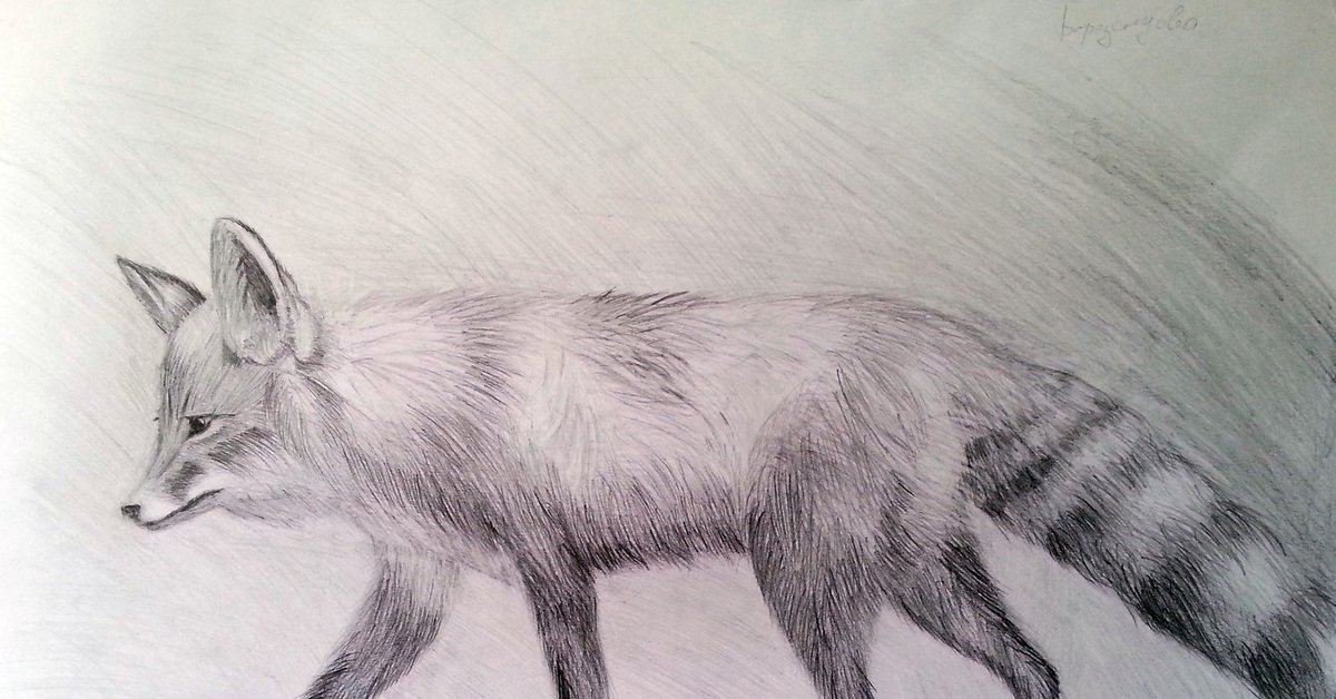 Как нарисовать лису карандашом. Лиса. Лиса карандашом. Обыкновенная лисица. Лисица рисунок.