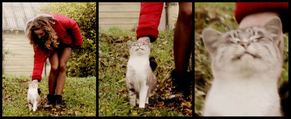 Моя кошка Тицэ обожает, когда ее гладят.