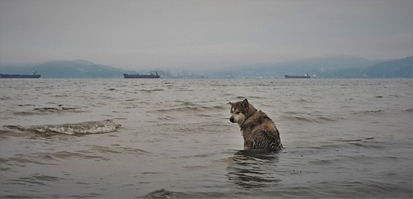 Когда охота купаться , но погода не радует... - Море, Лето, Приморский край, Грусть, Аляскинский маламут, Собака, Моё, Находка