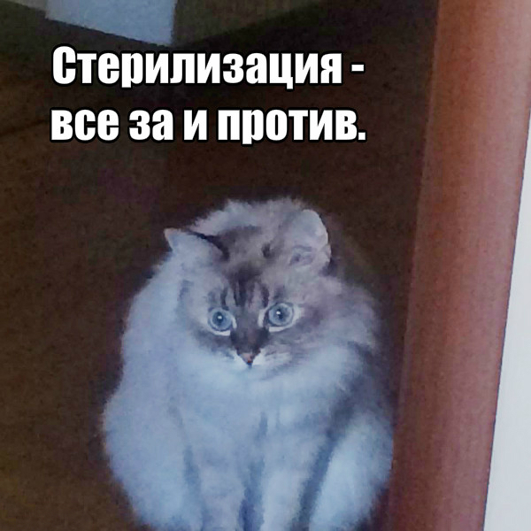 Философия кота | Пикабу