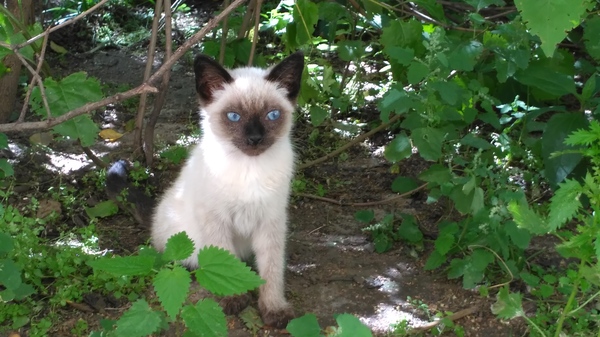 Питер.Котенок ищет дом.