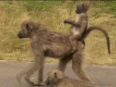 Like a boss
