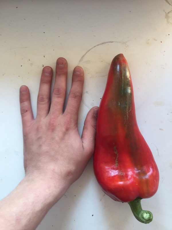 Вот такой перчик я вырастил на саду