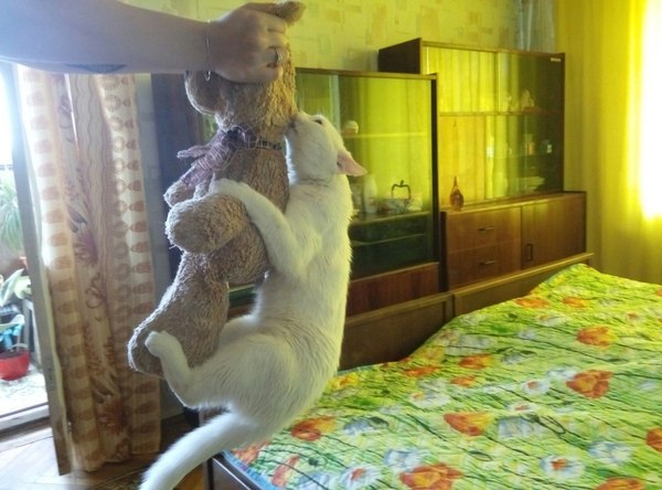 Кот и Медвежонок