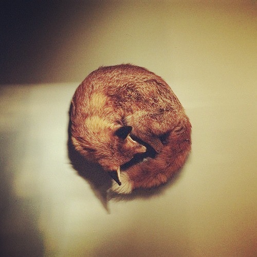 ����� ��������