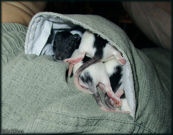 �����������, ��� � "����" ���������. (������� �����) ^_^