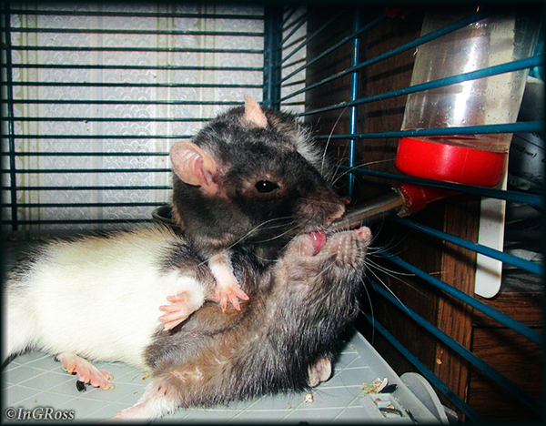 - � ��� ��� ������. (��� � ����)