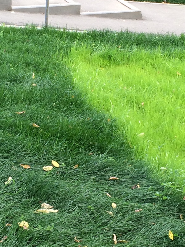 Краски лета