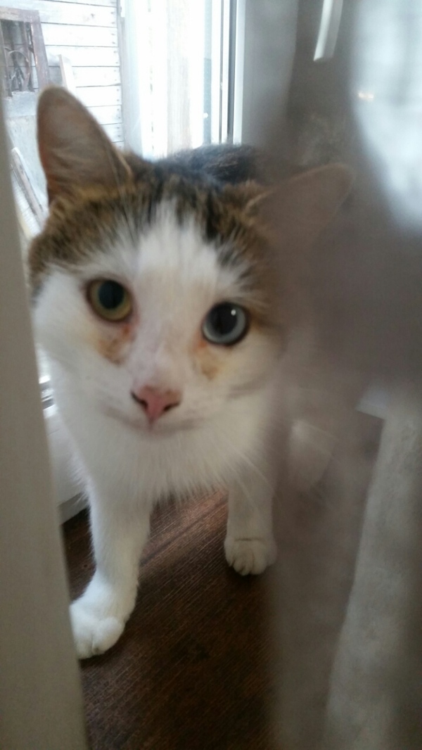 Всех с пятницей) вот такой,Разноглазый Котэ у знакомых,позывной Лео.Привет ,единственному подписчику)