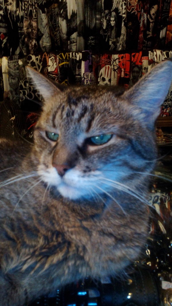 Brutal cat in a rock shop. 16 years old and without a tail. - My, Rock, cat, The Cat Brutalized