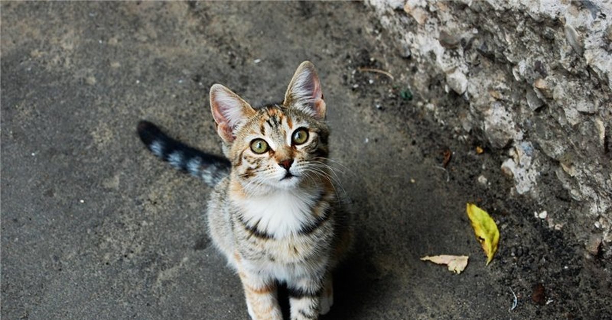 Дворовая кошка. Дворовый котенок. Дворовые полосатые котята. Котята обычные дворовые. Пестрая дворовая кошка.