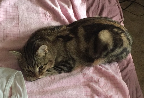 Заболел котик. Помогите!