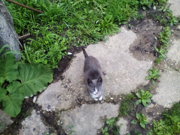 Моя кошка чем-то недовольна