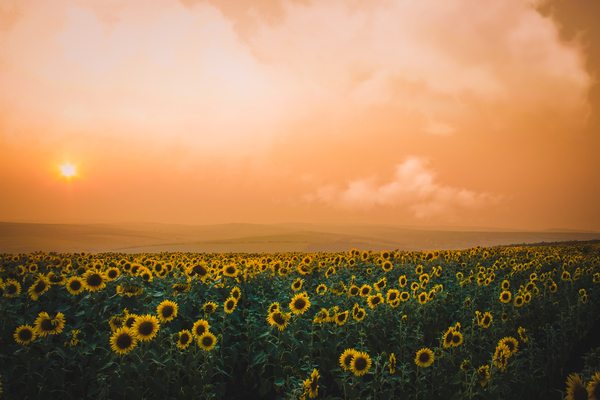 Подсолнухи в закате.