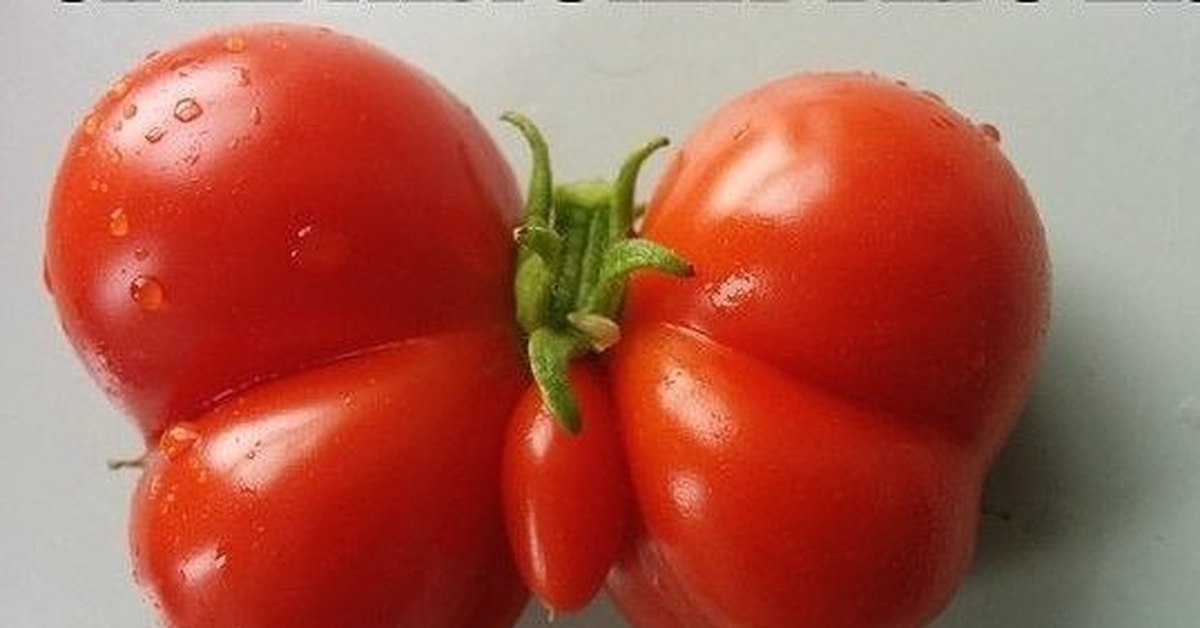 Похожие сорта томатов. Помидоры. Прикольные помидоры. Помидоры необычной формы. Веселый помидор.