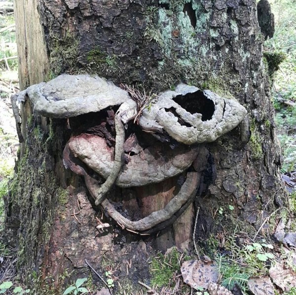 Пссс... Парень! Не хочешь немного плесени?