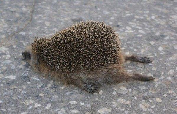 Пьяный ежик.