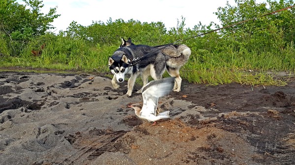 hunter instinct - My, Siberian Husky, Husky, Nature