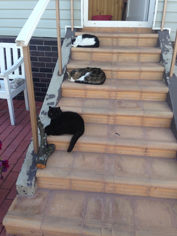 Three cats under the window - My, cat, Cats will take over the world, My