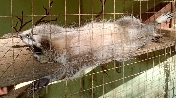 Енот умеет отдыхать