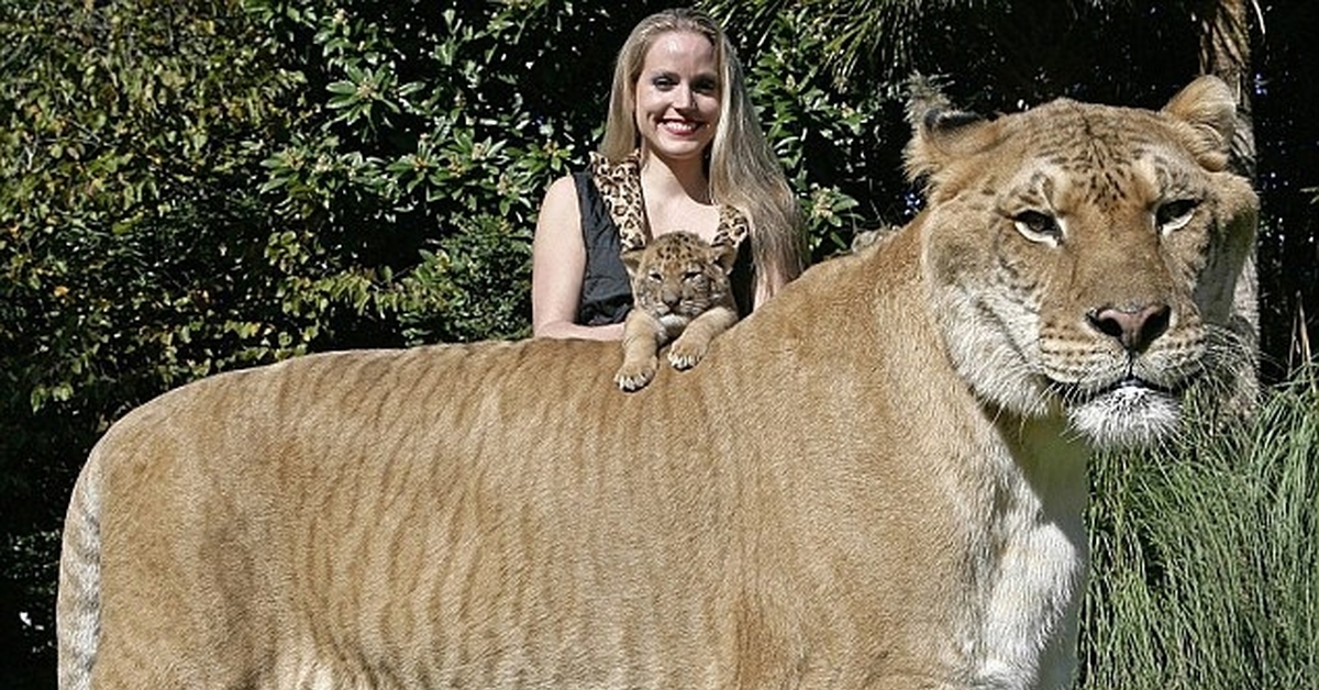 Самый большой лев в мире фото и вес