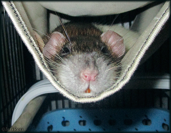 ���� ��� - ��� �� ������ ��� ���, ��� ��� � ����. (���)