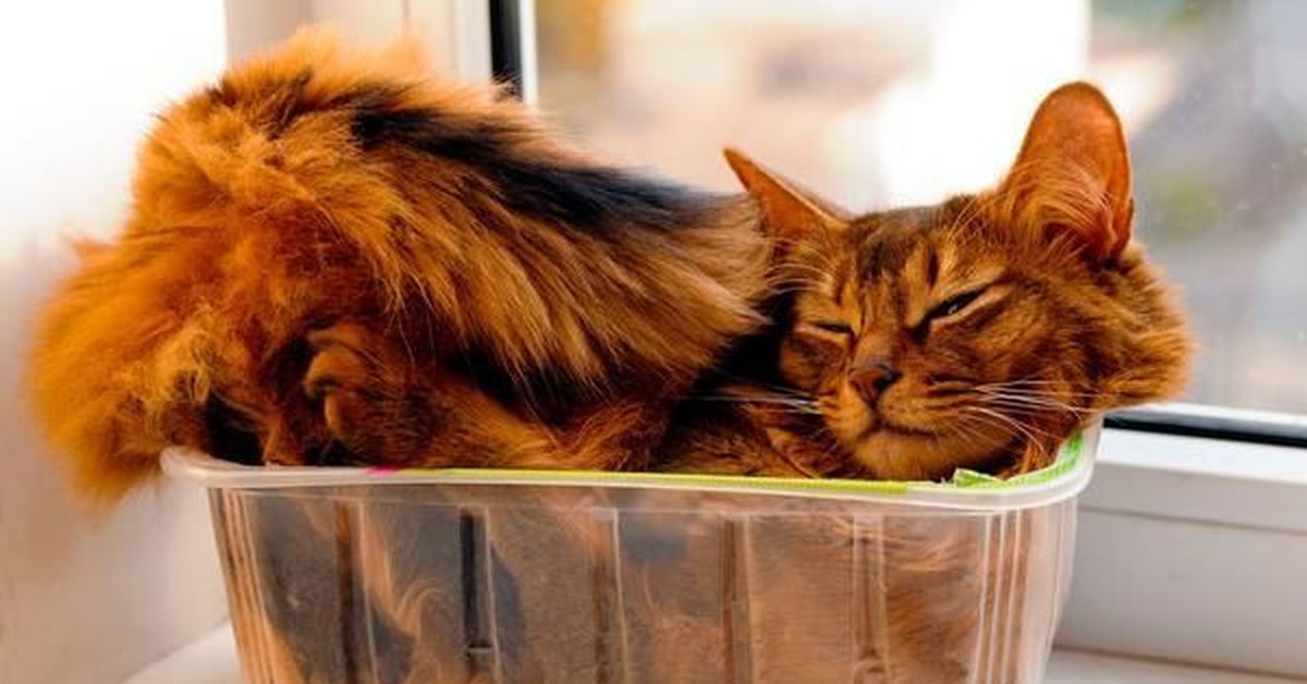 Покемарить. Кошки и коробочки. Котики смешные. Коты в коробке. Коты это жидкость.