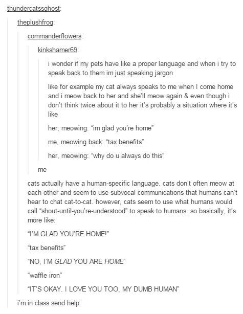 Немного о кошачей лингвистике