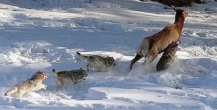 Породы собак справляющиеся с волками