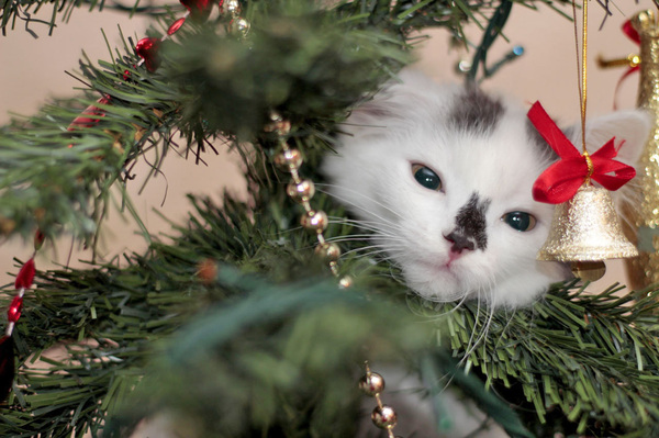 ���������� �������