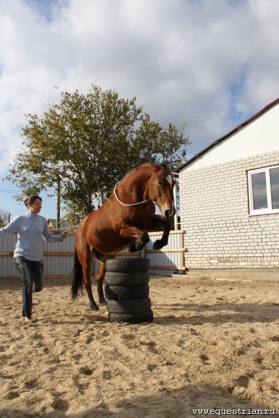 Лошади в моей жизни: Пряник