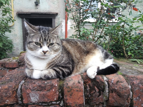         , , , Like a Boss