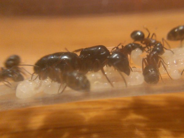  Camponotus herculeanus ,  , 