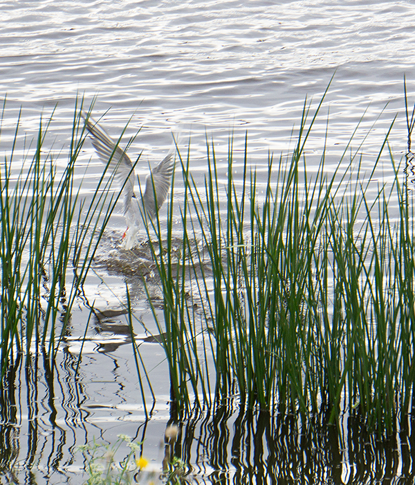 ����� ����� ����