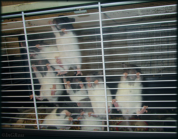 ������� ��������. (������� �����)