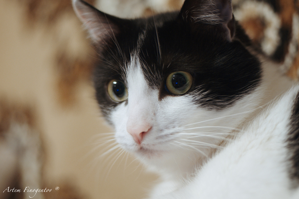  ' Nikon d90, -81, , , 