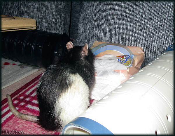 ��������� �� ��������. (���)